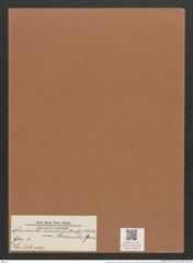 Navicula serians var. thermalis Grun. (de-Toni-Nr.: Genus 1, Species 506) Zeichnungen Sammlung Grunow Mappe 00445 (Herbarium_W_Grunow_drawings_Folder_00445)